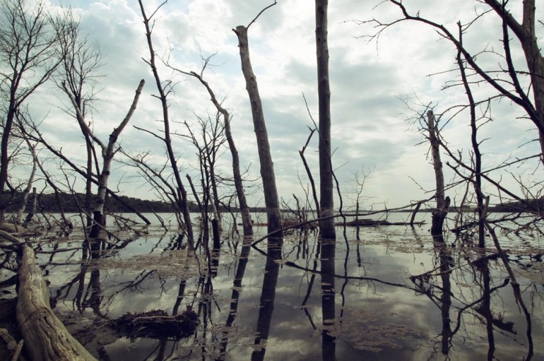 Is it Bowfishing or Fish Hunting?