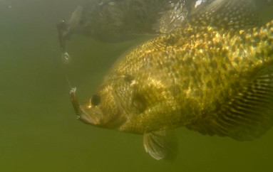 The Crappies Are In!